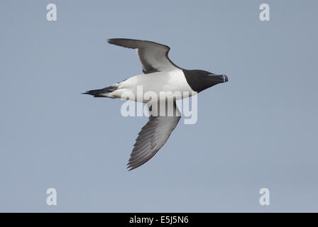 Razorbill, Alca torda, singolo uccello in volo, isole Orcadi, Giugno 2014 Foto Stock