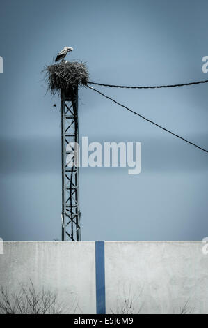 Una femmina di cicogna nel suo nido con i suoi giovani pulcini su un palo del telegrafo. Foto Stock