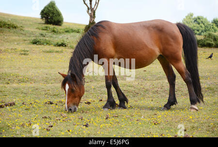 Bay in pony puledro lambisce sull'erba nella nuova foresta, Inghilterra Foto Stock