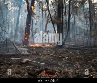 Bruciando nella foresta di Gippsland Foto Stock