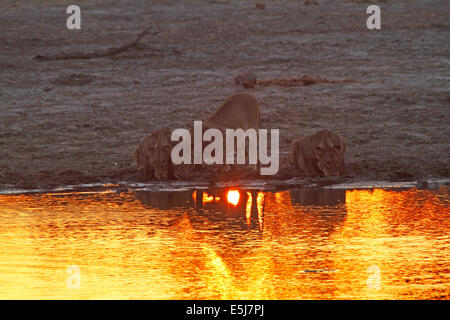 Un orgoglio dei leoni in Botswana, Sud Africa bere con le prime luci dell alba, gloriosa golden sun luce riflessa nell'acqua Foto Stock