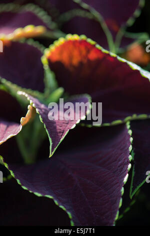 Solenostemon scutellarioides. Coleus Blumei menta al cioccolato Foto Stock