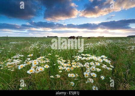I fiori di camomilla e cavalli su pascolo al tramonto Foto Stock