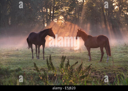 Cavalli al pascolo nella nebbia mattutina raggi solari Foto Stock