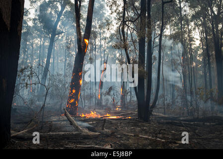 Bruciando nella foresta di Gippsland Foto Stock