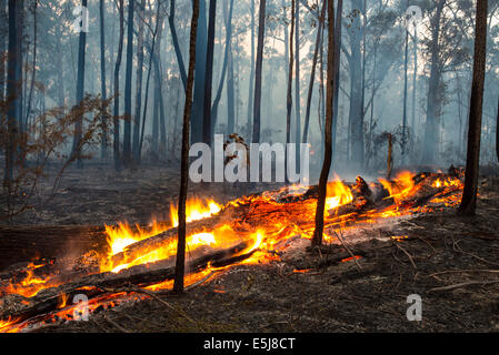 Bruciando nella foresta di Gippsland, Victoria Foto Stock