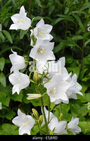 Grande fiore, la Campanula Campanula latifolia var. macrantha "Alba" Foto Stock