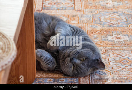 Devon, Inghilterra. 2014. Un British Shorthair Blu maschio maturo cat giace sulla sua schiena e rilassa sulla moquette. Foto Stock