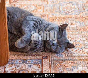Devon, Inghilterra. 2014. Un British Shorthair Blu maschio maturo cat giace sulla sua schiena e rilassa sulla moquette. Foto Stock