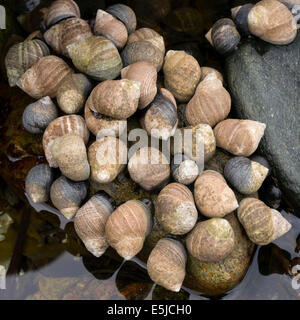 Common Winkle Littorina littorea lumaca di mare marine mollusco gasteropode colonia, Scotland, Regno Unito Foto Stock