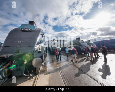 Classe A4 motori sorella si riuniscono per il grande addio a Shildon, County Durham Foto Stock