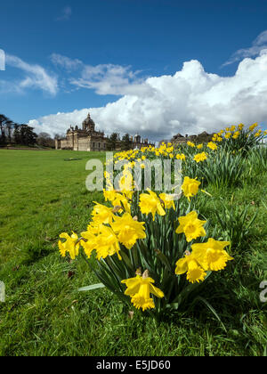 Daffodil il tempo al Castle Howard, vicino a Malton, North Yorkshire Foto Stock