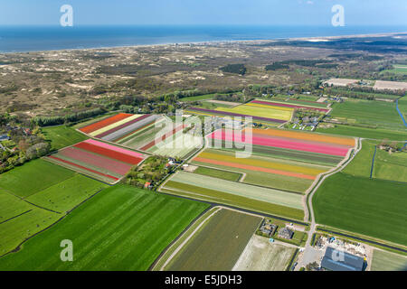 Netherlands Egmond aan den Hoef Tulip fields Aerial Foto Stock