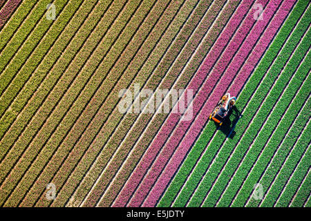 Paesi Bassi, Burgervlotbrug, campi di tulipani, agricoltore topping tulipani. Antenna Foto Stock