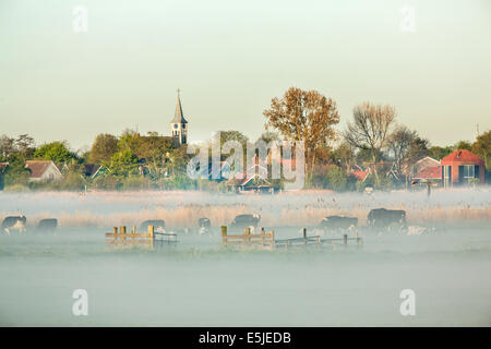 Paesi Bassi, Jisp, Skyline del villaggio e mucche. Nebbia di mattina Foto Stock