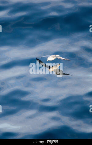 Paesi Bassi, Den Helder, olandese zona economica sul Mare del Nord. La Northern fulmar (Fulmarus glacialis) Foto Stock