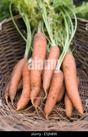 Daucus carota. Appena raccolto le carote. Foto Stock