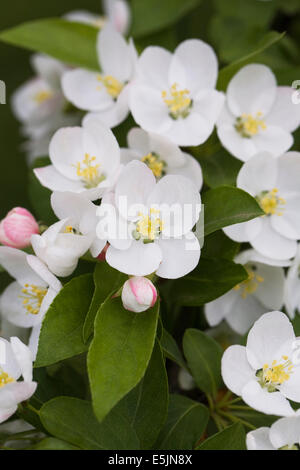 Malus floribunda. Fioritura giapponese crab apple. Foto Stock