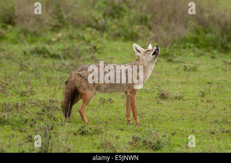 Golden jackal in piedi Foto Stock