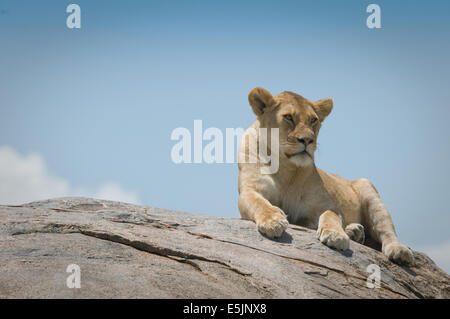 Lion giacente su kopje-close up Foto Stock