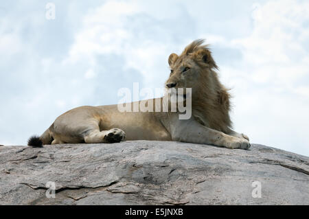 Lion in appoggio sulla parte superiore del kopje-close up Foto Stock