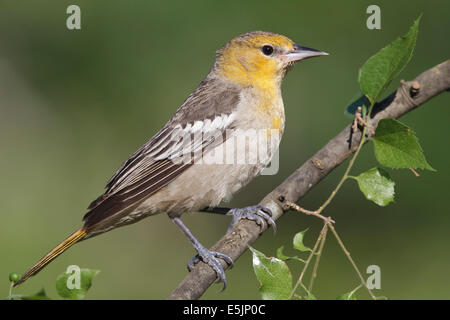 Il Giovenco Rigogolo - ittero bullockii - femmina adulta Foto Stock