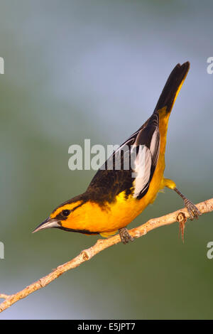 Il Giovenco Rigogolo - ittero bullockii - maschio adulto Foto Stock