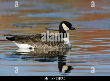 Cackling Goose - Branta hutchinsii Foto Stock