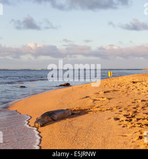 Hawaiian foca monaca adagiata vicino tunnel sulla spiaggia Kauai al tramonto Foto Stock