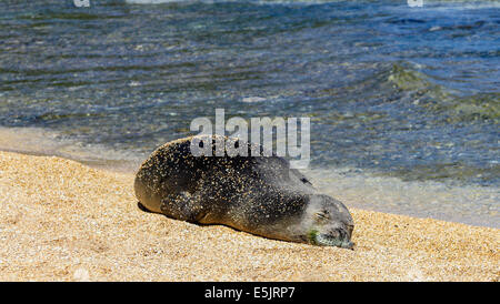 Sandy Hawaiian foca monaca si appoggia alla spiaggia in Haena, Kauai Foto Stock