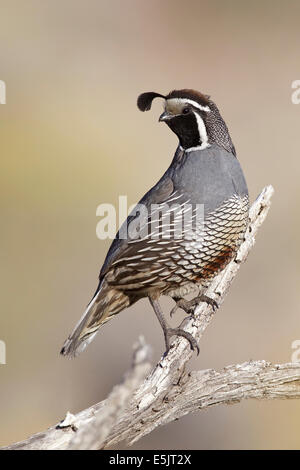 California Quaglia - Callipepla californica - maschio adulto Foto Stock