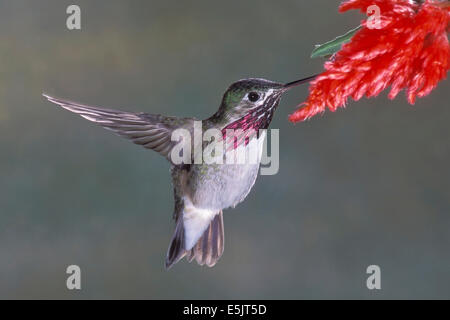 Calliope Hummingbird - Stellula calliope - maschio adulto Foto Stock