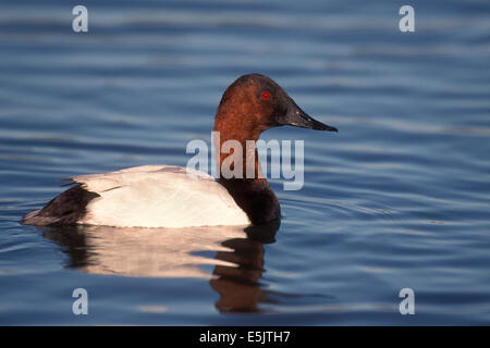 Canvasback - Aythya valisineria - maschio adulto Foto Stock