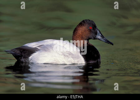 Canvasback - Aythya valisineria - maschio adulto Foto Stock