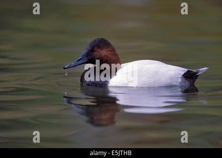 Canvasback - Aythya valisineria - maschio adulto Foto Stock