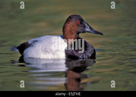 Canvasback - Aythya valisineria - maschio adulto Foto Stock