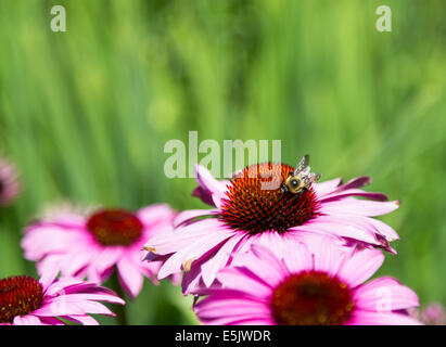 Primo piano di un viola coneflower durante il giorno Foto Stock