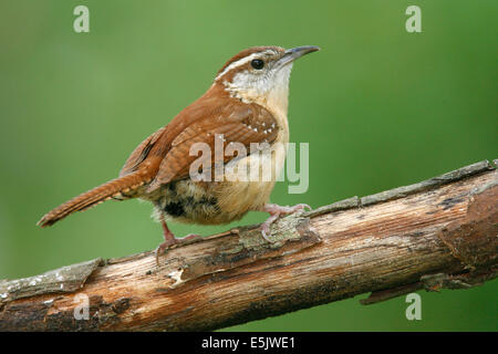 Carolina Wren - Thryothorus ludovicianus Foto Stock