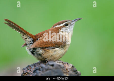 Carolina Wren - Thryothorus ludovicianus Foto Stock