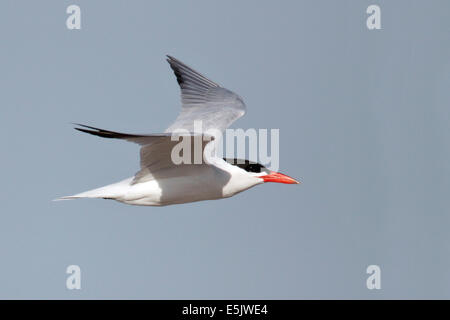 Caspian Tern - Hydroprogne caspia - adulti da riproduzione Foto Stock