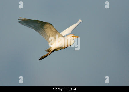 Airone guardabuoi - Bubulcus ibis - allevamento adulto Foto Stock