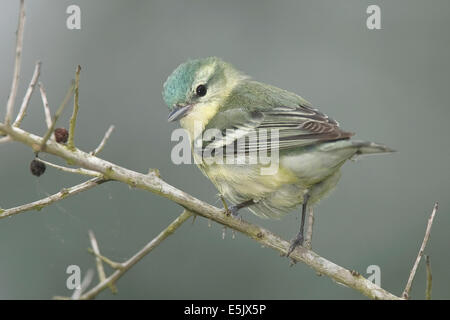 Il Cerulean trillo - Dendrica cerulea - femmina adulta allevamento Foto Stock