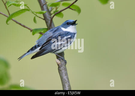 Il Cerulean trillo - Dendrica cerulea - adulti maschi riproduttori Foto Stock