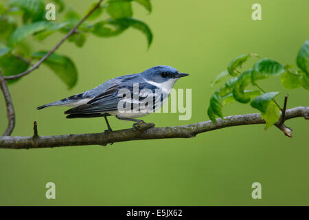 Il Cerulean trillo - Dendrica cerulea - adulti maschi riproduttori Foto Stock