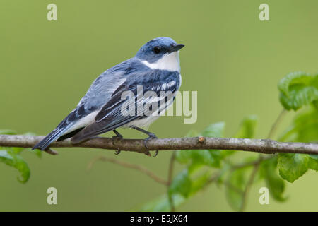 Il Cerulean trillo - Dendrica cerulea - adulti maschi riproduttori Foto Stock