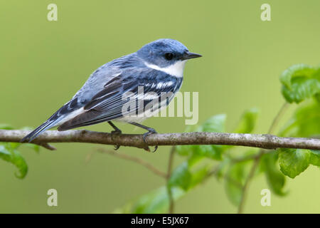 Il Cerulean trillo - Dendrica cerulea - adulti maschi riproduttori Foto Stock