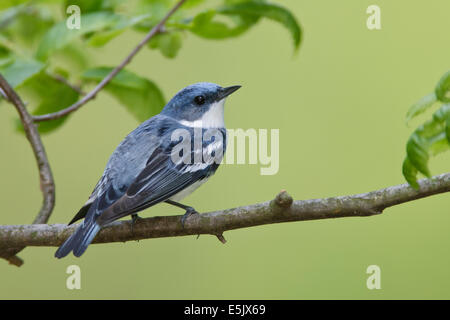 Il Cerulean trillo - Dendrica cerulea - adulti maschi riproduttori Foto Stock