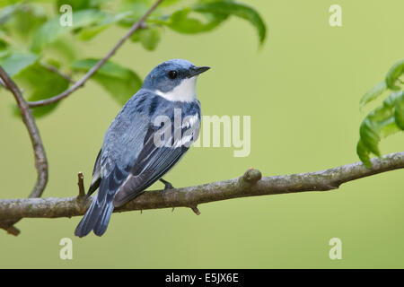 Il Cerulean trillo - Dendrica cerulea - adulti maschi riproduttori Foto Stock