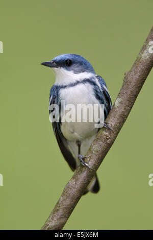 Il Cerulean trillo - Dendrica cerulea - adulti maschi riproduttori Foto Stock