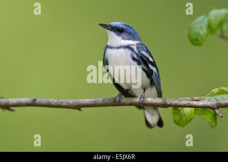 Il Cerulean trillo - Dendrica cerulea - adulti maschi riproduttori Foto Stock